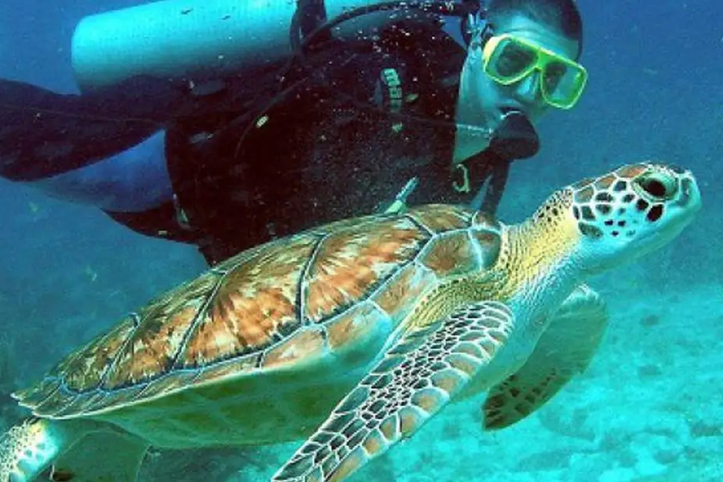 Cham Islands Snorkeling Tour by SpeedBoat from Da Nang